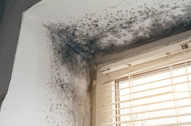 Trusted Black Mold Removal service in Alamance, NC - Cheap Mold Removal